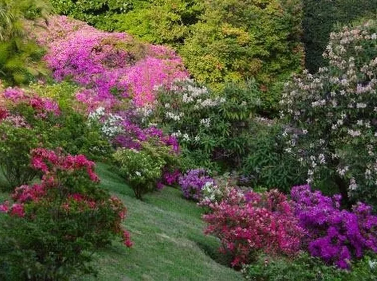 Fioritura di Villa Carlotta