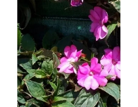 giardino verticale