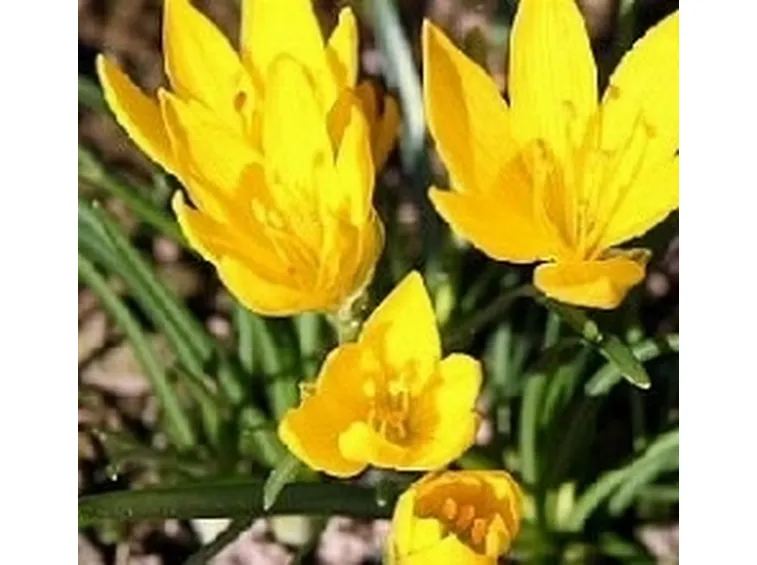 sternbergia
