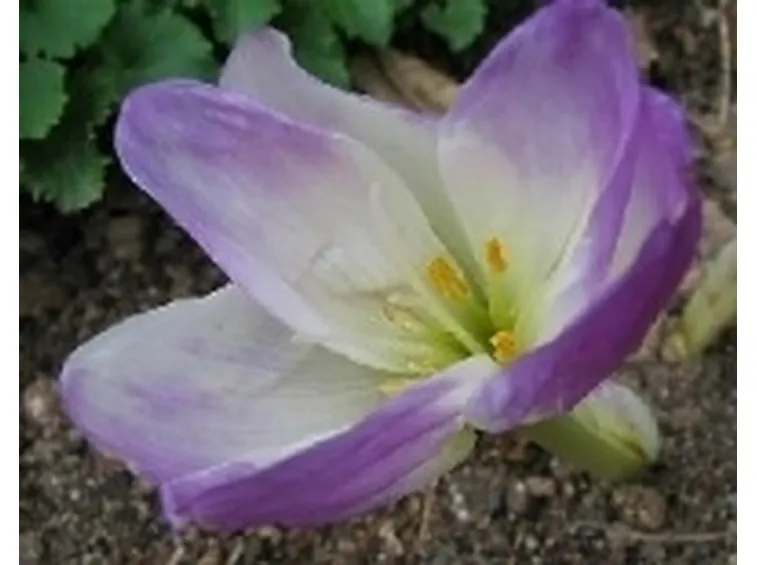 colchicum