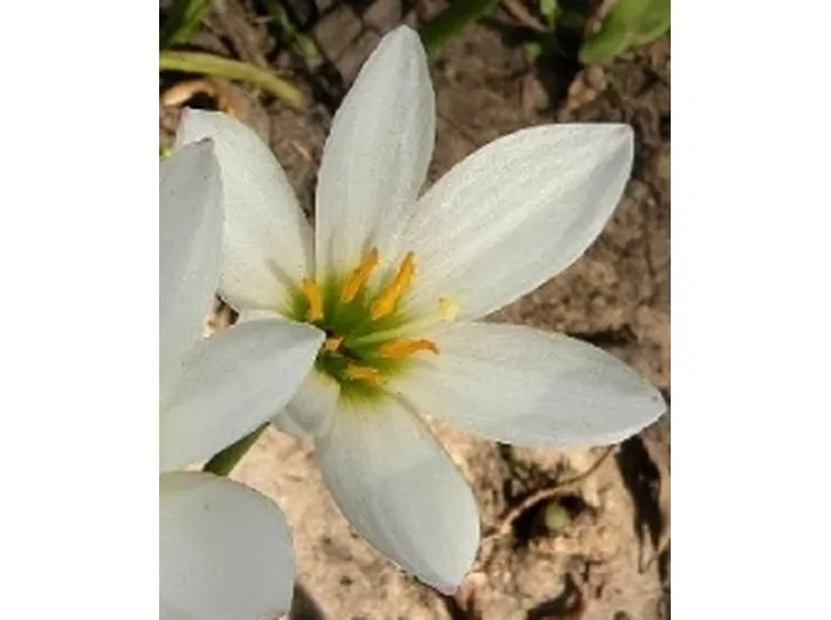 zephiranthes