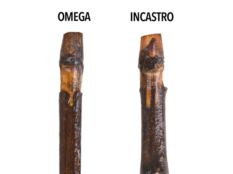 Innesto a incastro