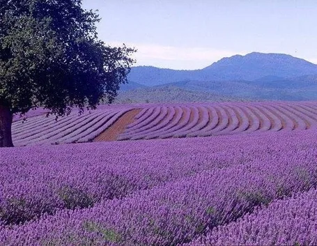 Campo di lavanda