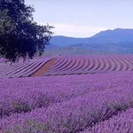 Campo di lavanda