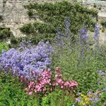 Piante perenni