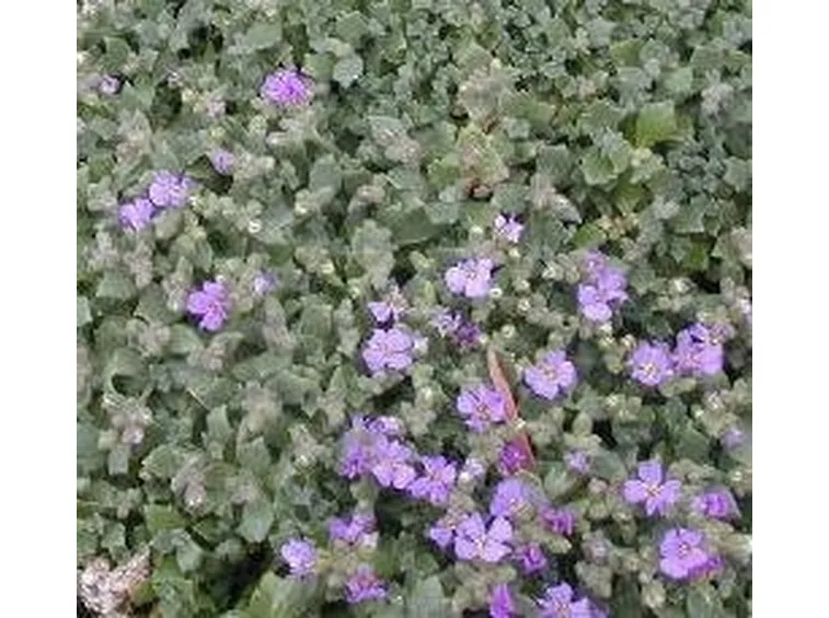 Piante perenni