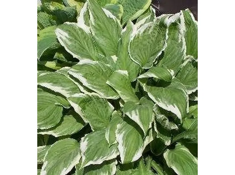 Piante perenni