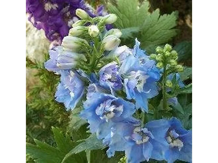 Piante perenni