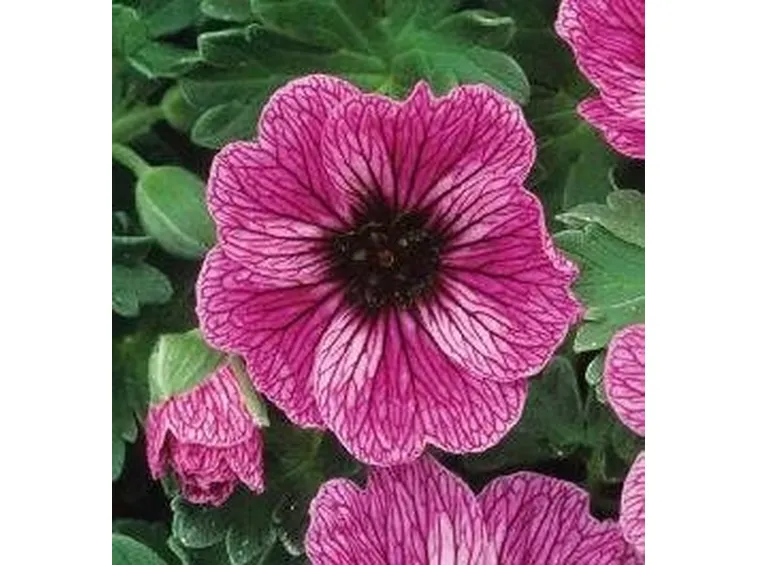 Piante perenni
