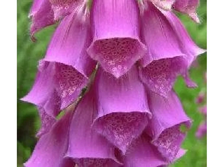 Piante perenni