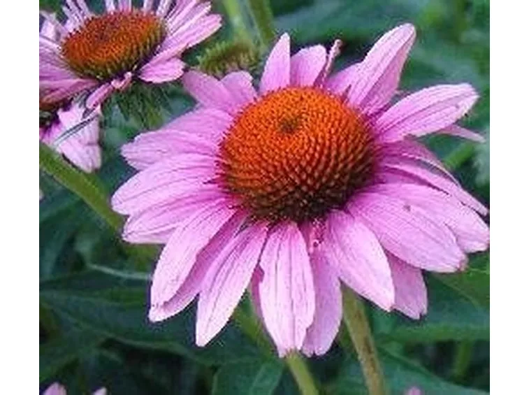 Piante perenni