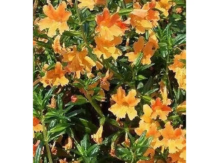 Piante perenni