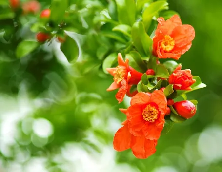fiore melograno