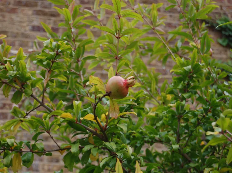 fiori melograno