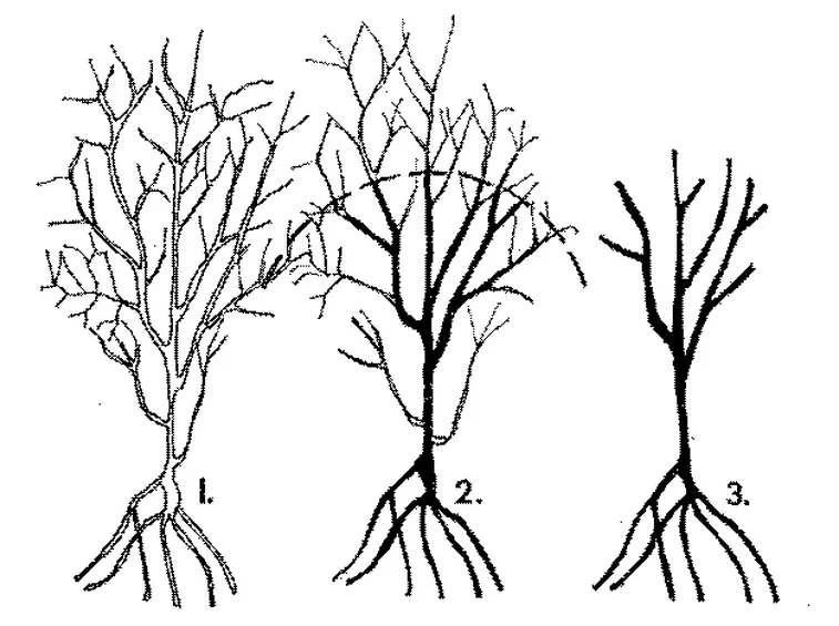 Potatura del melograno