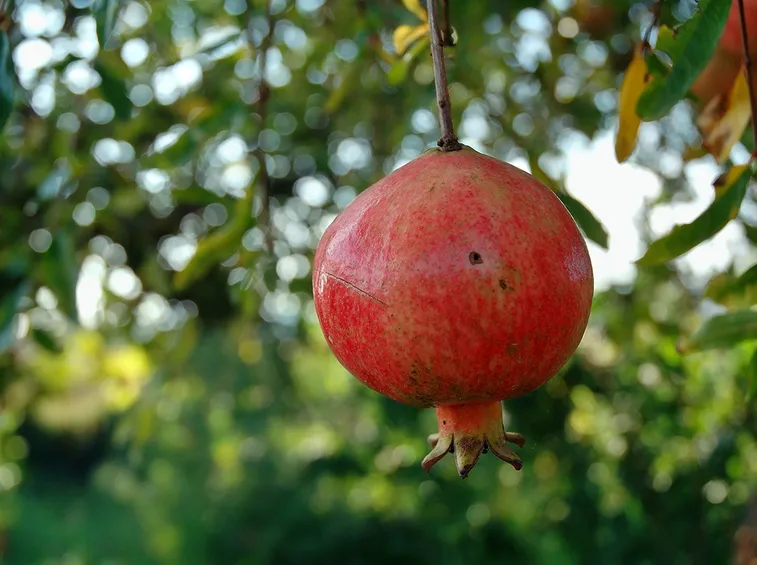 frutto del melograno