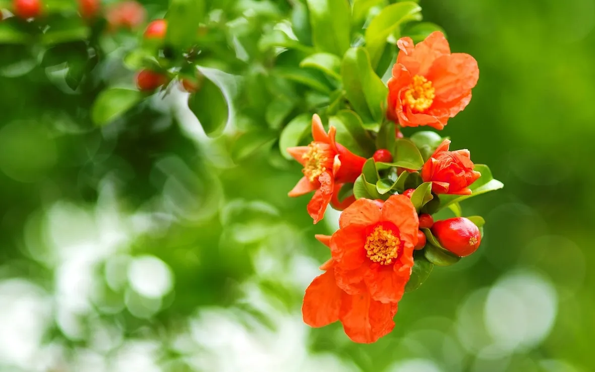 fiore melograno