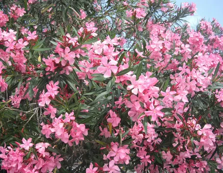 fiore oleandro