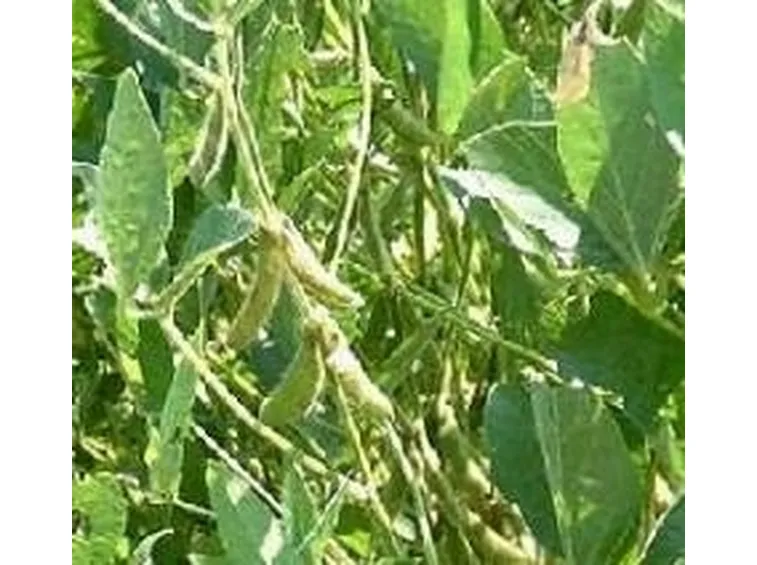 Oli vegetali alimentari