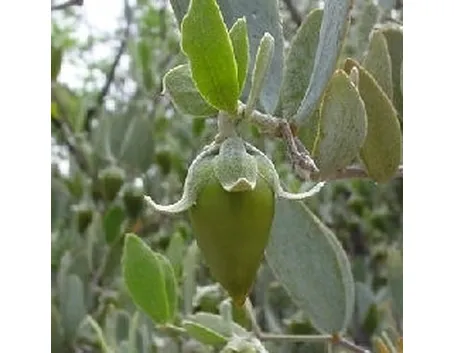 oli vegetalli cosmetici