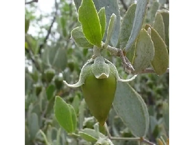 oli vegetalli cosmetici
