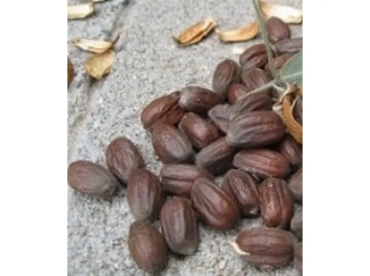 oli vegetalli cosmetici