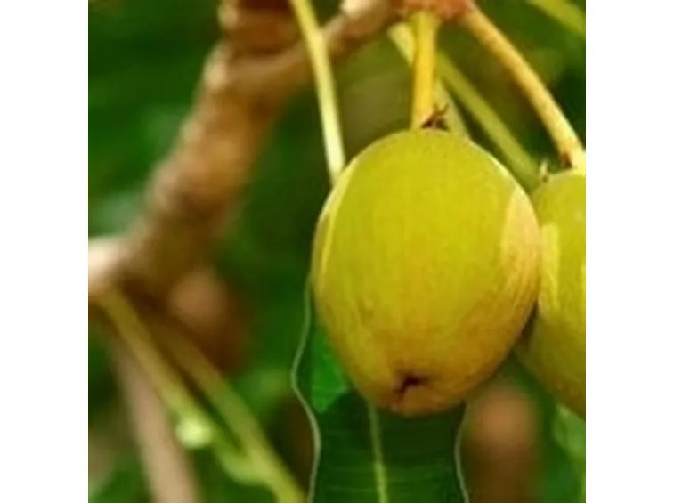 oli vegetalli cosmetici
