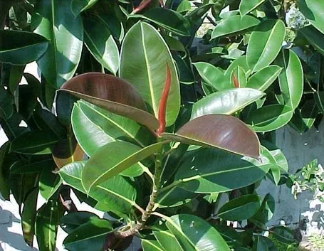 Pianta di ficus