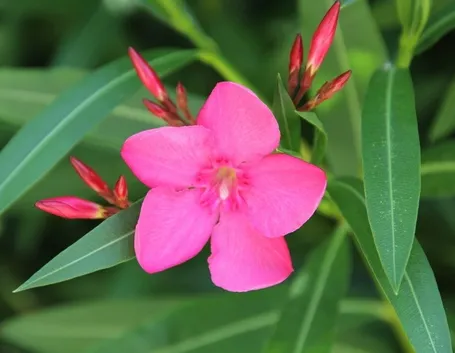 Fiore di oleanro