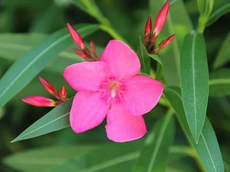 Fiore di oleanro