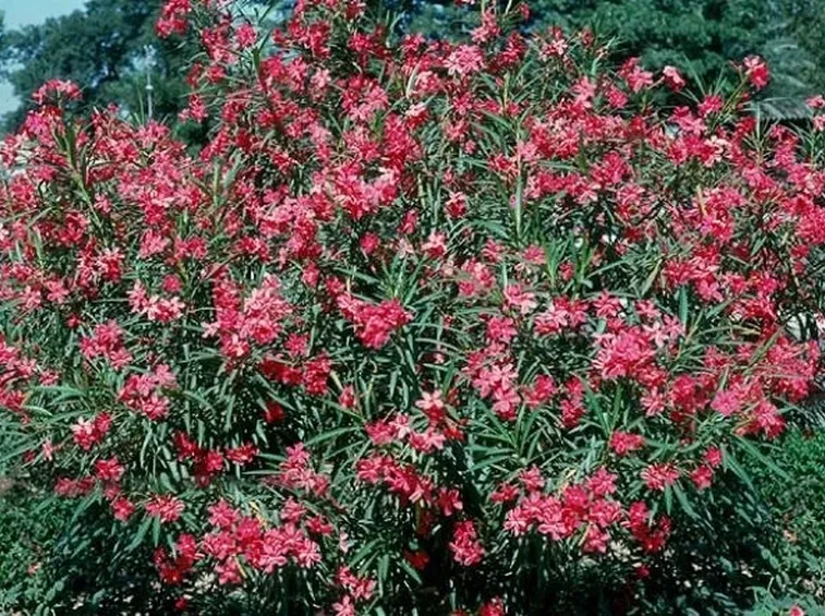 Oleandro in fiore