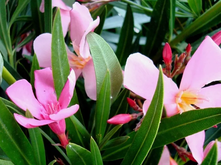 Fiori di oleandro