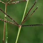 cynodon dactylon