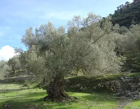 olivo