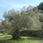 olivo