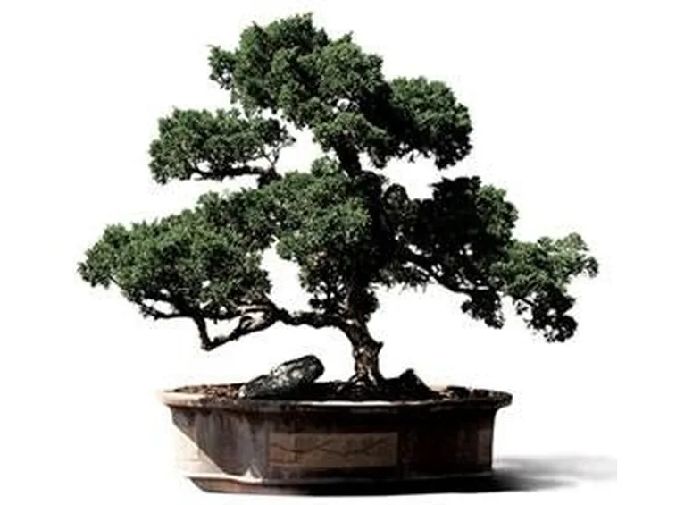 bonsai