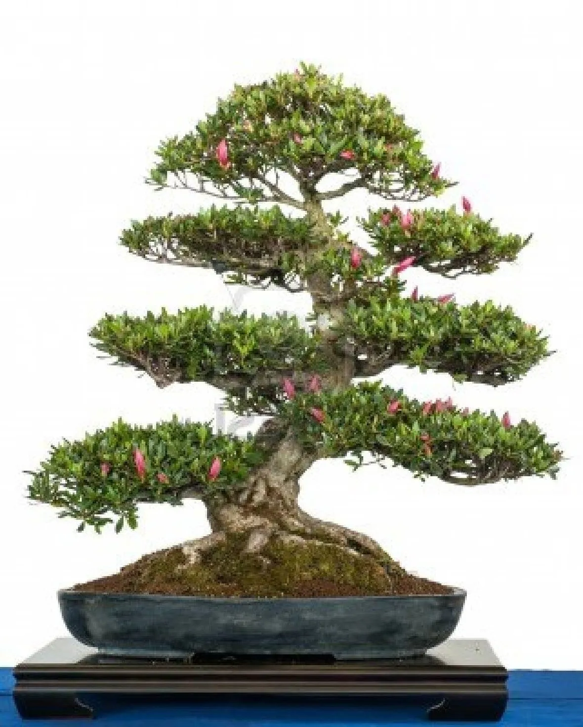 bonsai