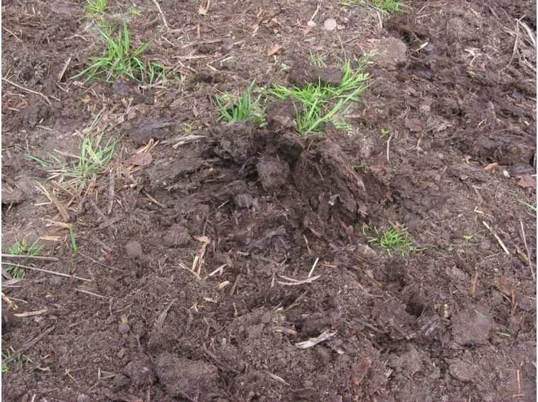 Terreno concime biologico