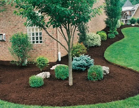 Un esempio di pacciamatura in giardino