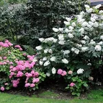 Varietà ortensie