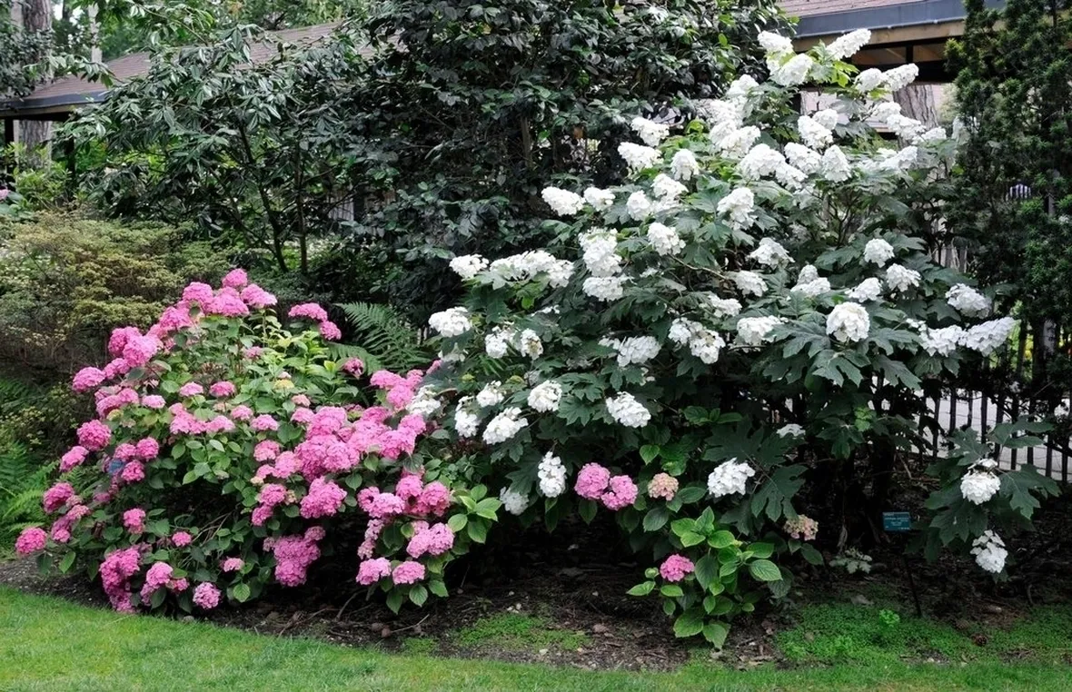 Varietà ortensie