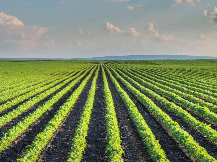 Campo agricolo fertilizzato