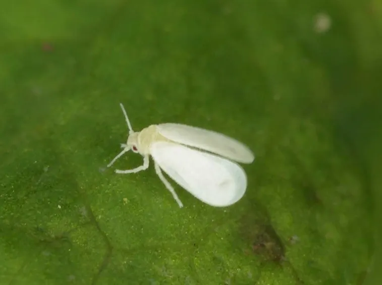 Aleurodide foglia