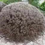 Lavanda dopo una potatura energica