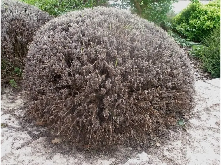 Lavanda dopo una potatura energica
