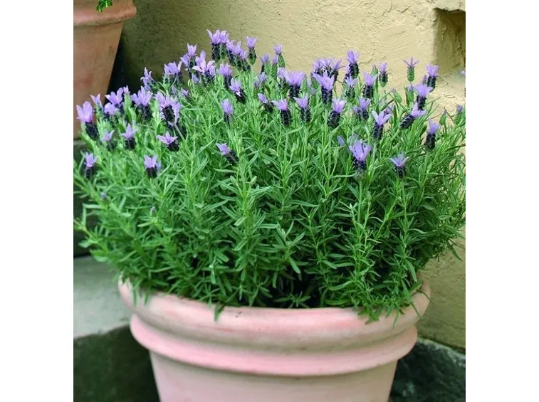 Lavanda steca
