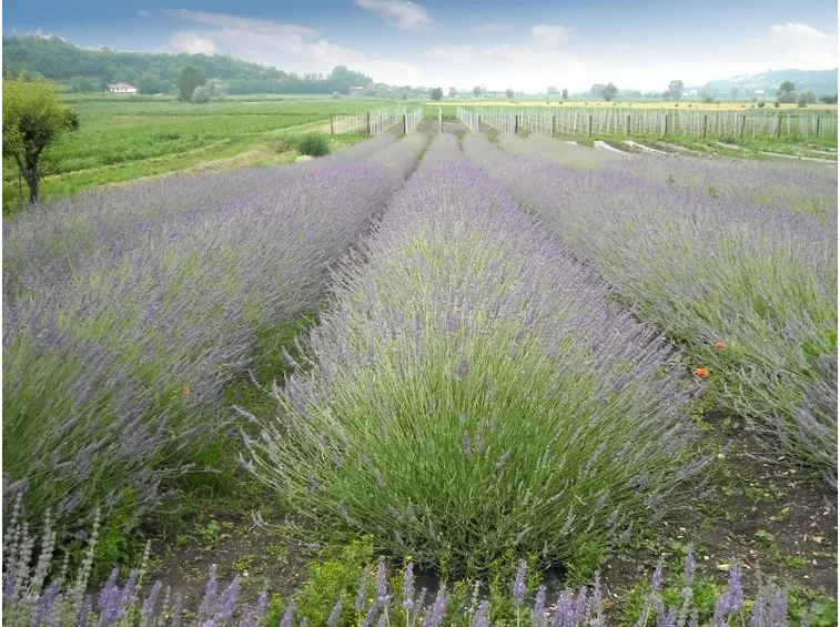 Campo di lavanda
