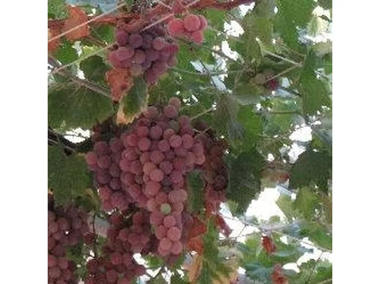 Uva da una pergola