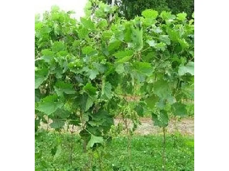 Filare in vegetazione