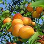 pianta albicocche
